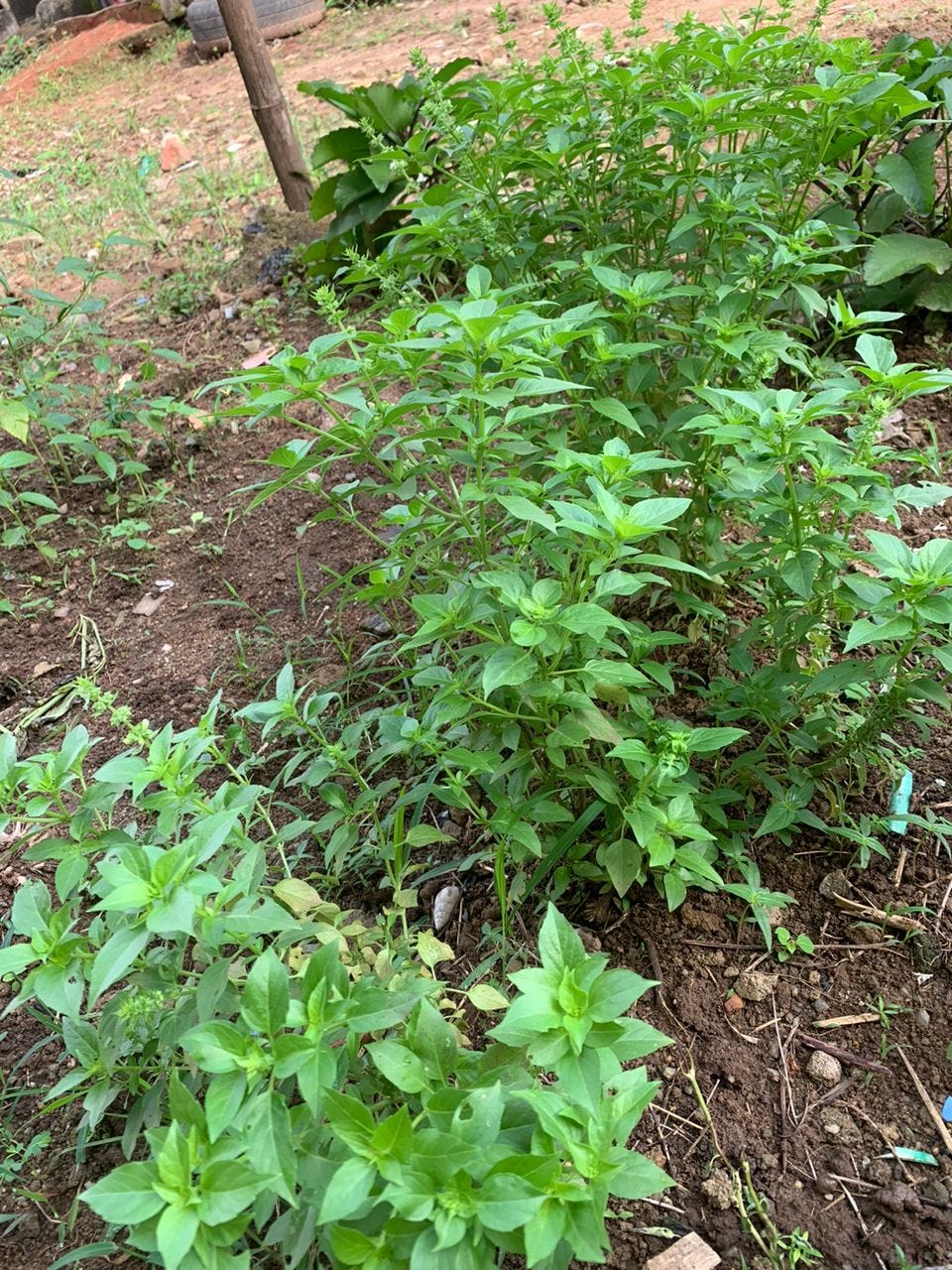 An image captures the thriving state of my garden, specifically showcasing the remarkable growth of the curry leaves plants