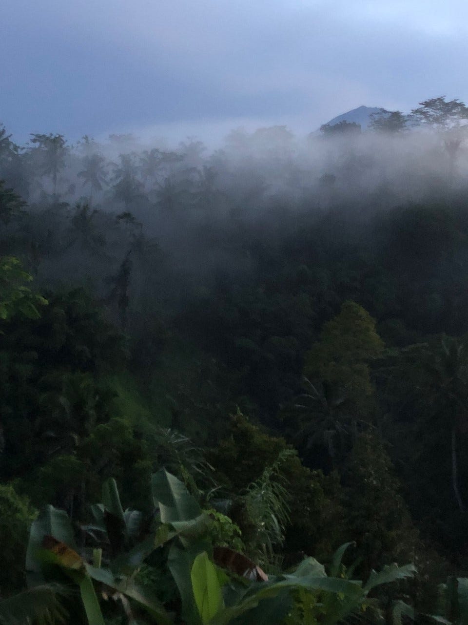 Mystical forest with morning dust hanging in the trees.