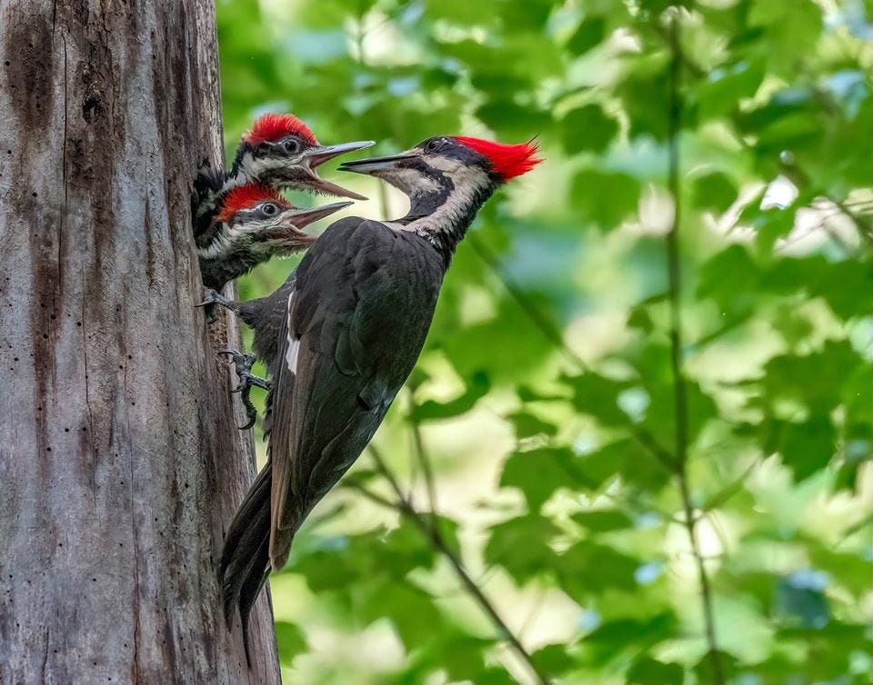 A woodpecker feeds two hungry chicks poking their heads out of tree hole.