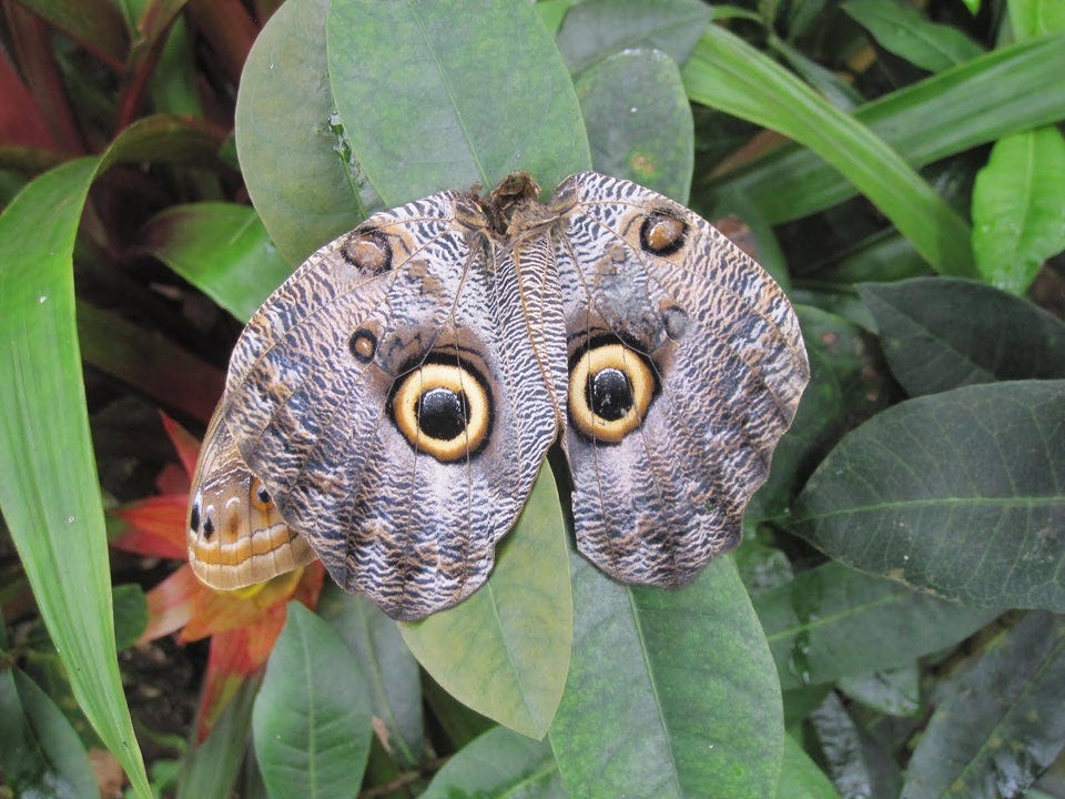 A pair of Owl butterflies imitating the face of an owl.