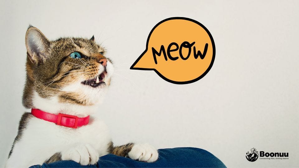 Cat mid-meow, illustrating one of the over 100 different sounds cats can make