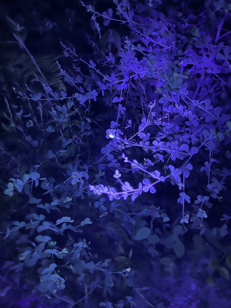 The leaves on a bush appears purple under blacklight