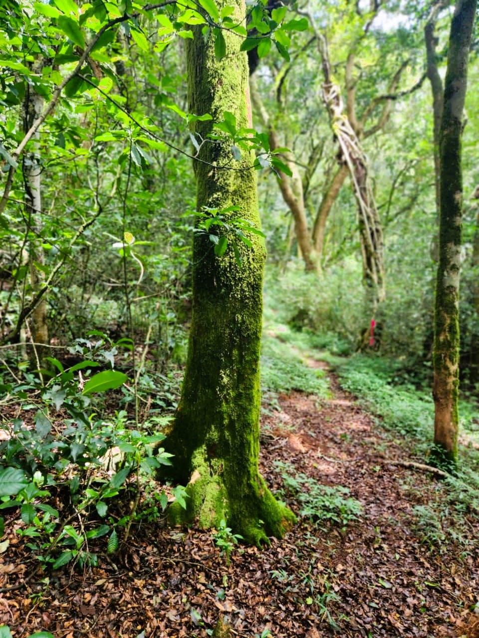 A moss-covered tree set in an enchanting forest