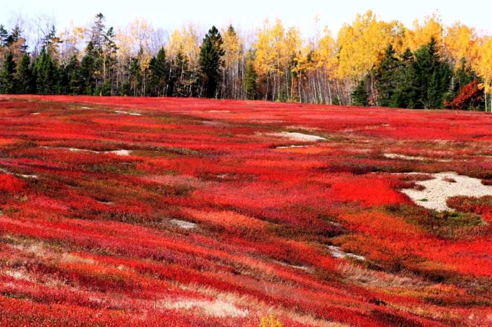 A crimson field lined by yellow and green trees