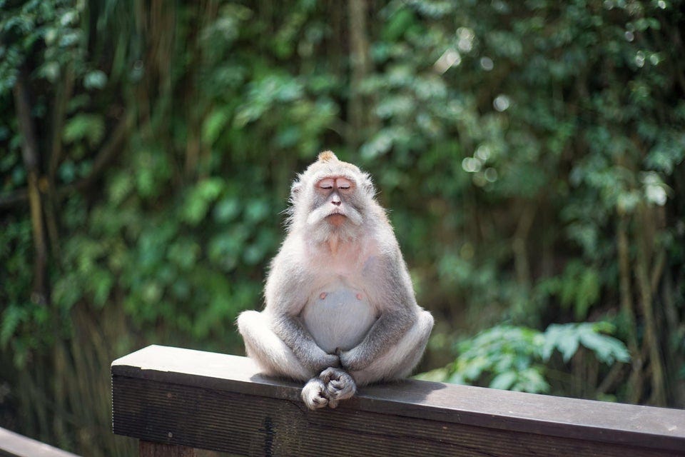 A white and gray monkey looks to be meditating in a cross-legged position