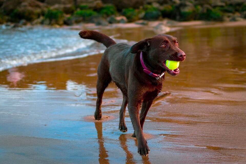 Labrador walking on the beach with a tennis ball in its mouth.