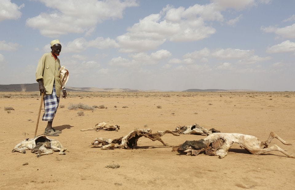 A man looks at the carcasses of animals that died due to the El Nino-related drought. Marodijeex, Hargeysa, Somalia. Picture taken April 7, 2016. REUTERS/Feisal Omar