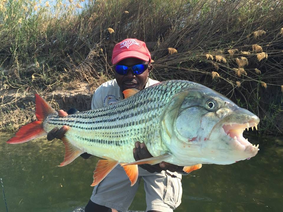 Man holding large tiger fish catch