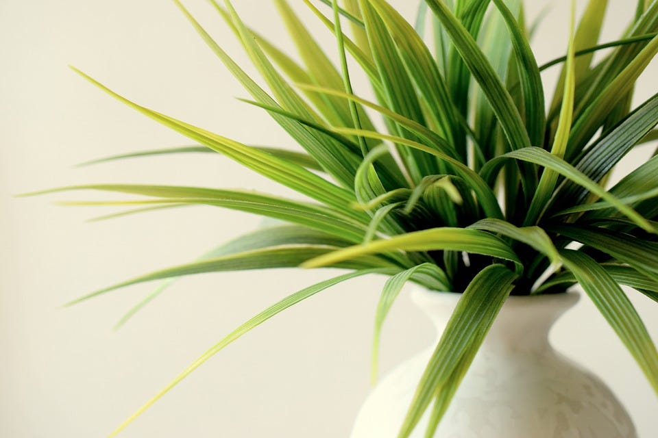 An indoor plant in a flower vase