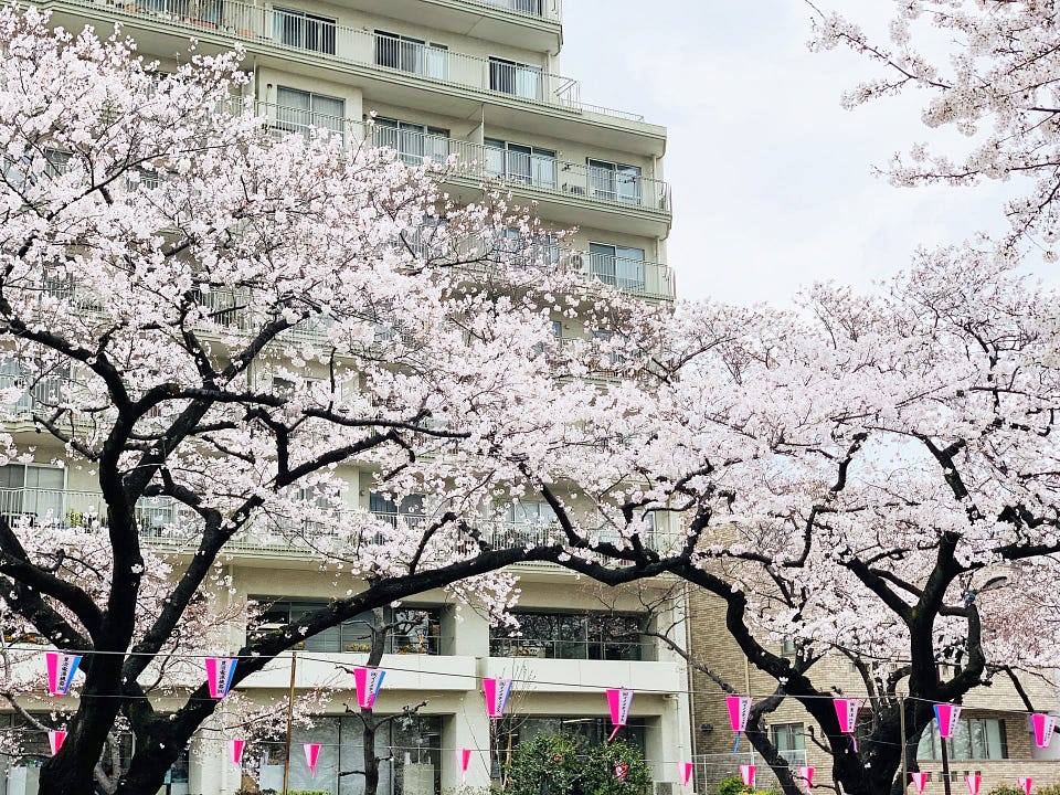 Bunkyo Cherry Blossom Festival 2024 Japan Web Magazine