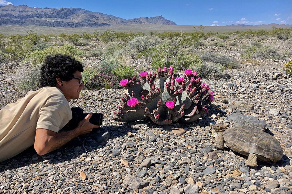 Peter Pearsall filming desert tortoises (Gopherus agassizii) at Desert National Wildlife Refuge.