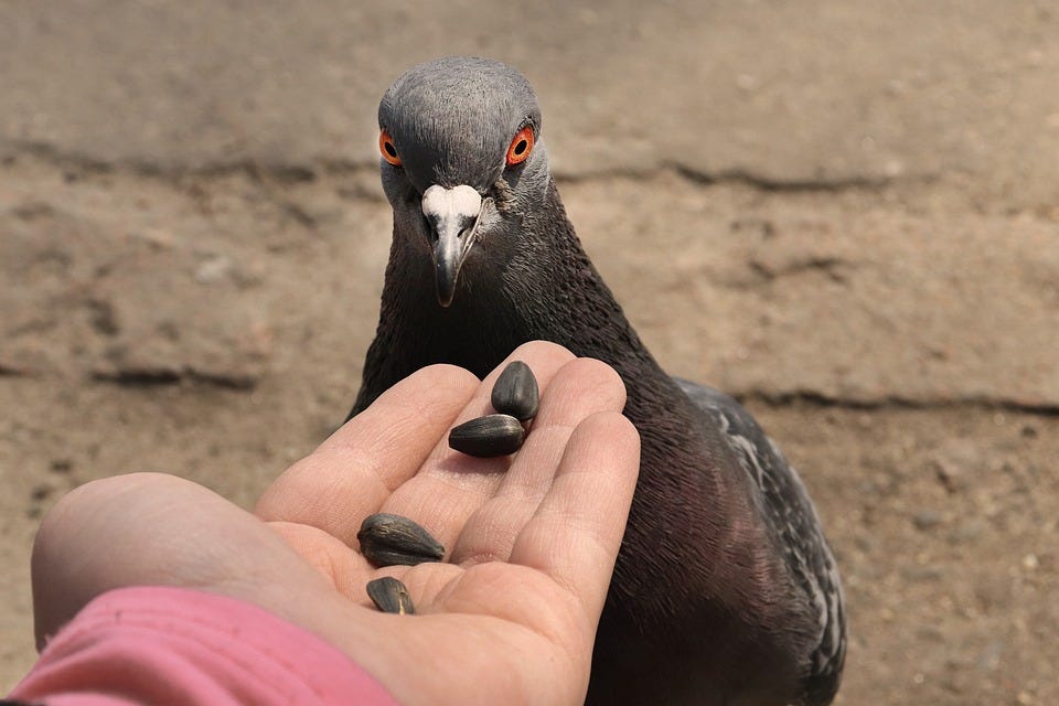 An open palm facing up holds a number of seeds out to a pigeon