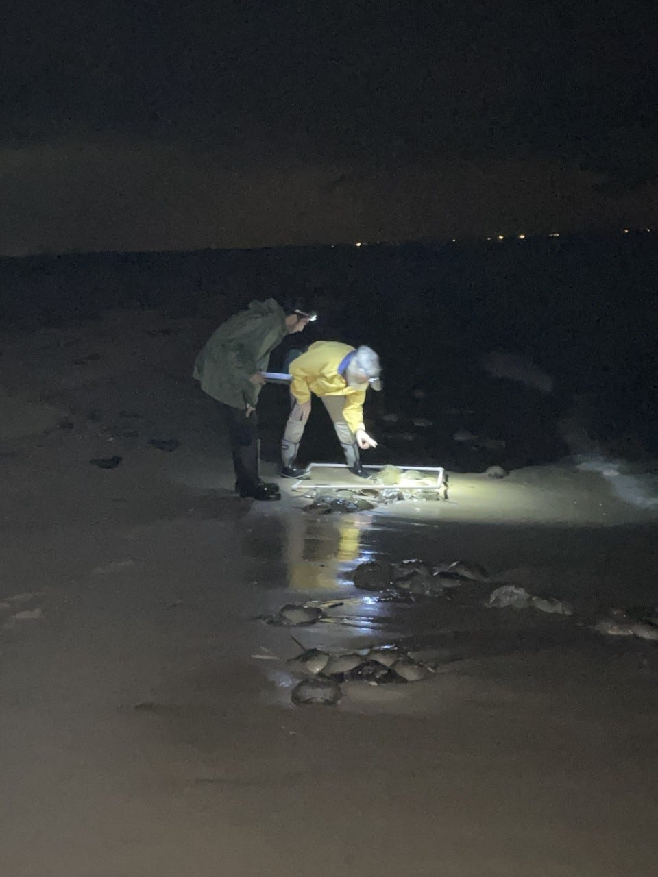 two people work on the beach at night with headlamps
