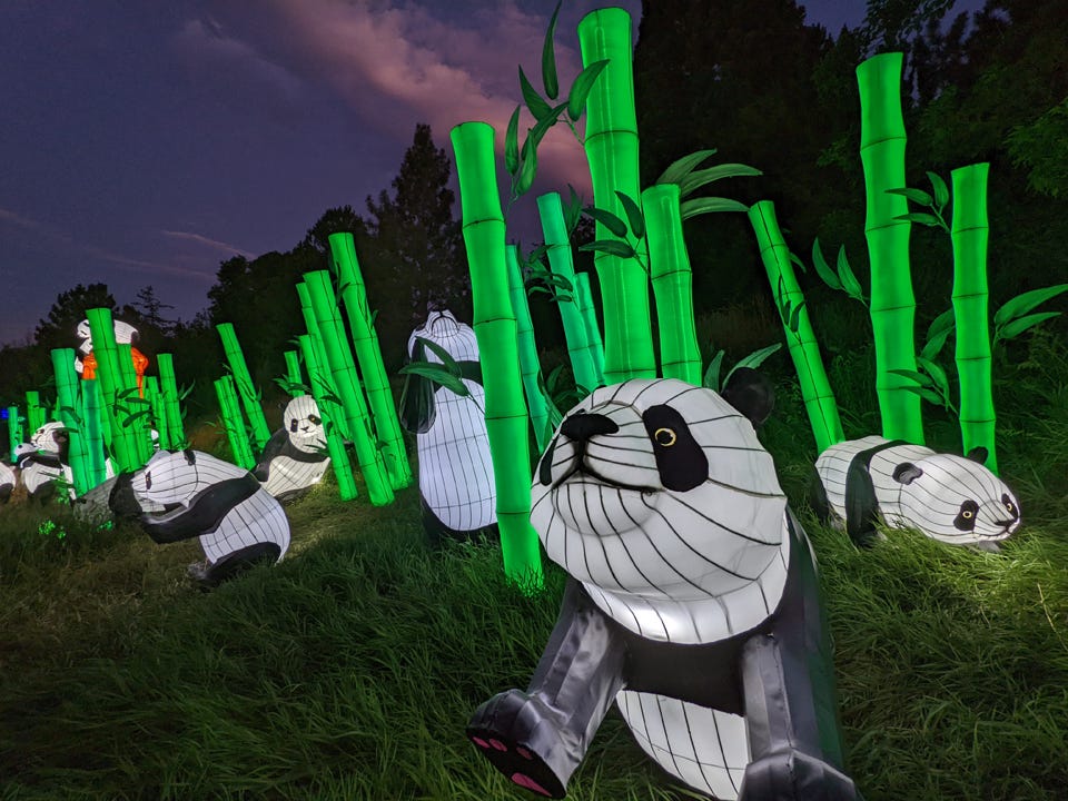 Many adorable panda lanterns at the Dragon Lights Festival in Reno, Nevada. (© April Orcutt)