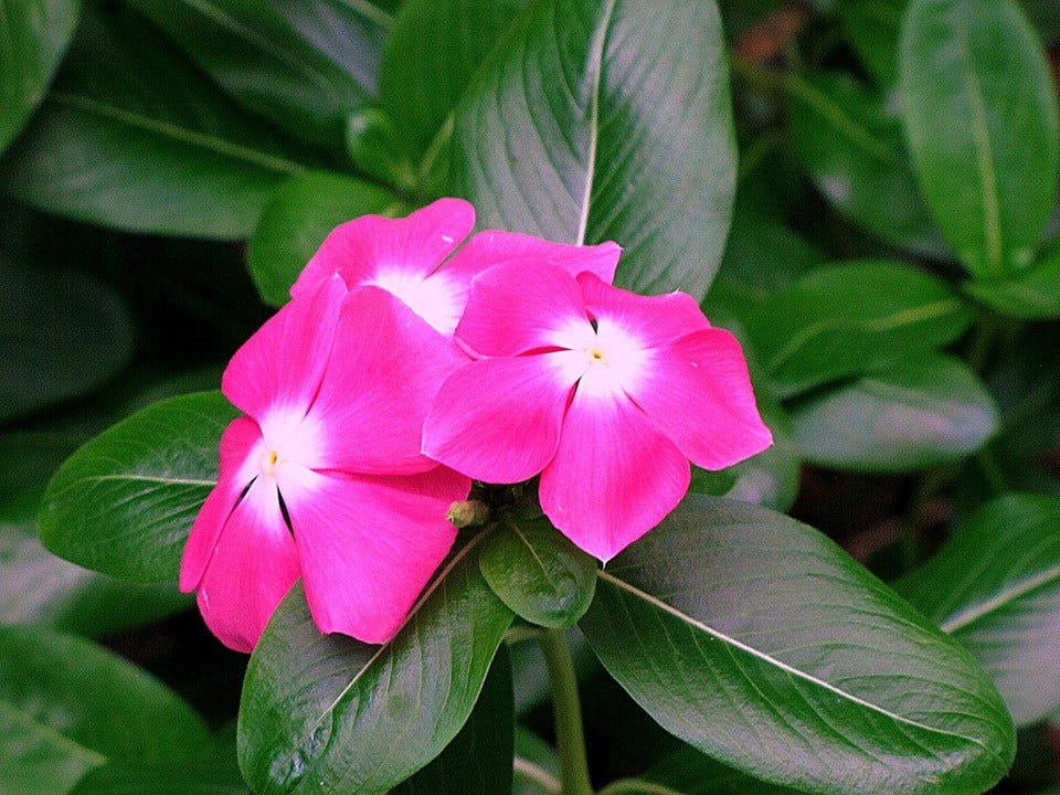 Planta Teresita o Chabelita