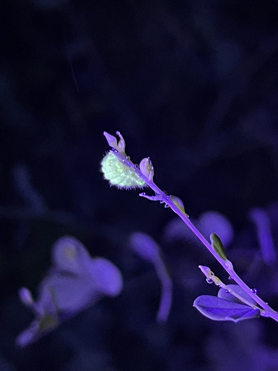 a green caterpillar at the end of a plant stem