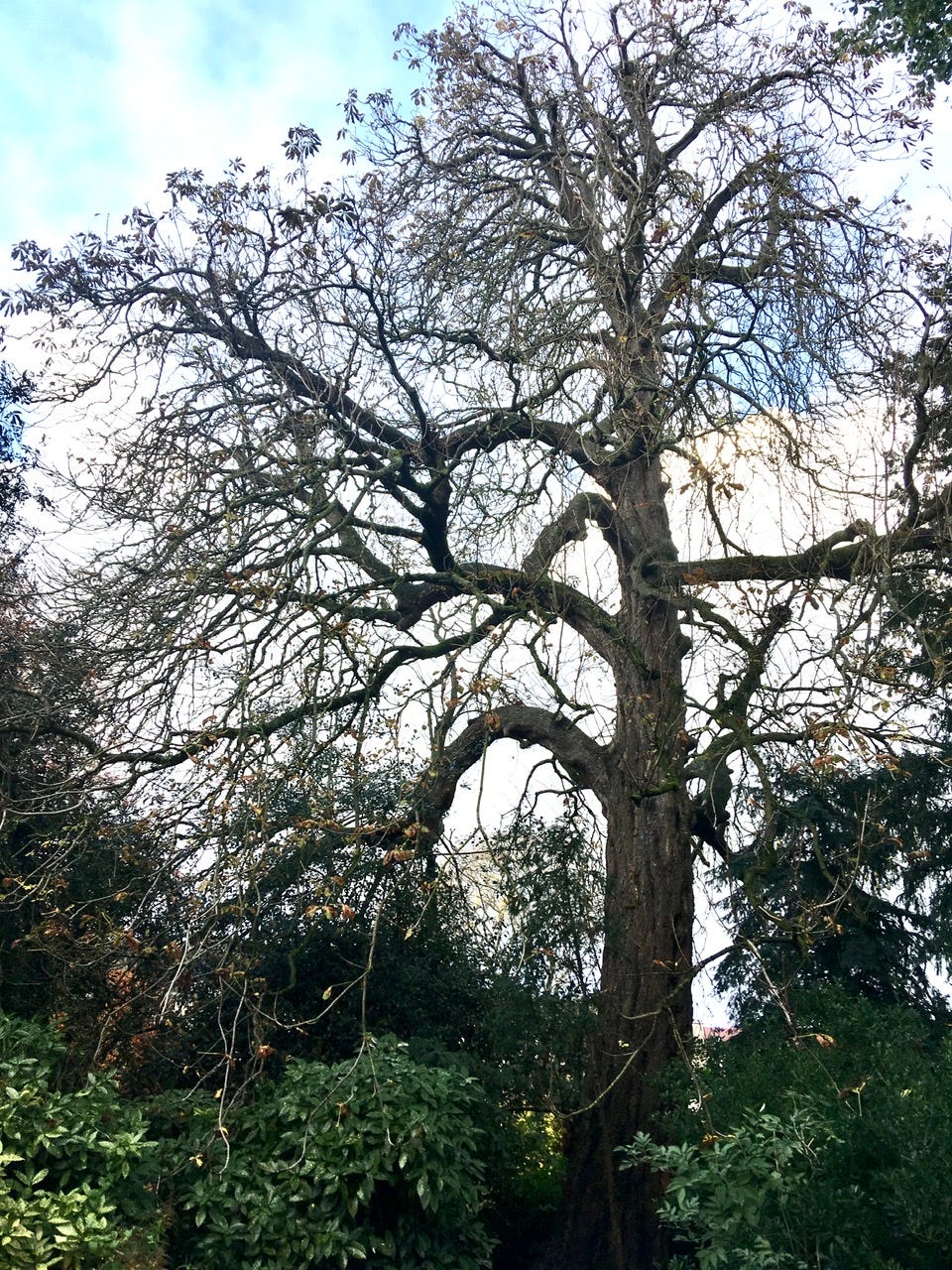 Horse Chestnut Tree at the old Bandstand at Sydney Gardens