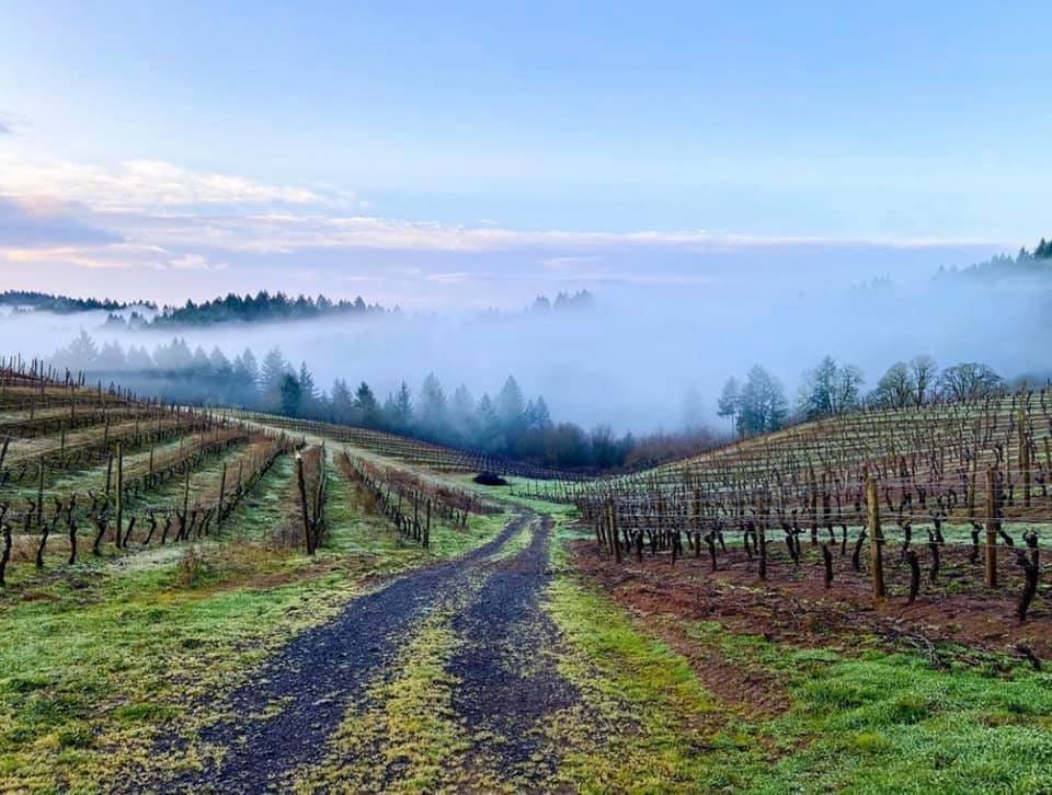 a beautiful vineyard, with blue clouds and lovely trees