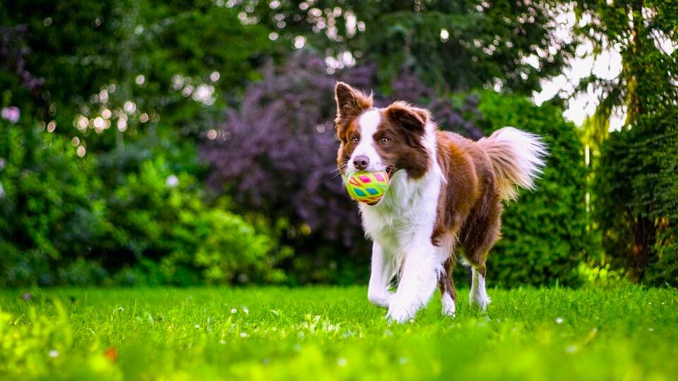 Border collie running in the grass with a ball in its mouth.