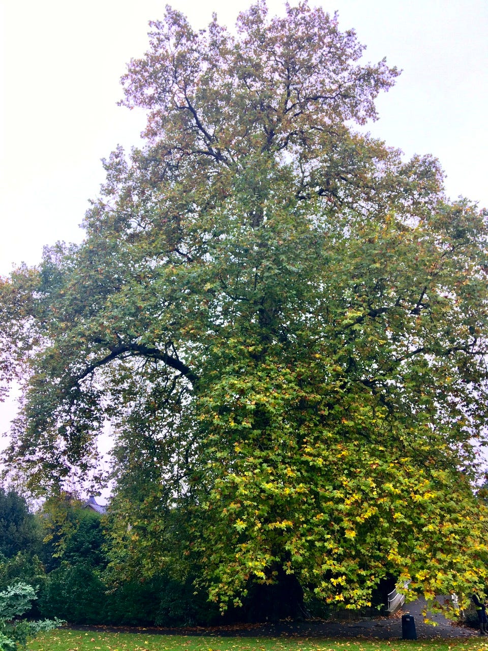 London Plane tree at Sydney Gardens