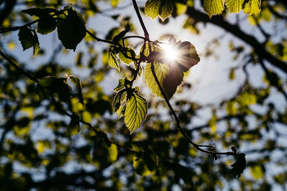 An image of sunlight filtering through the leaves of a tree. The leaves are backlit as the dappled sunlight highlight their texture, illuminate their vein system and creates a beautiful play of light and shadow. The overall scene suggests a calm and serene natural setting.