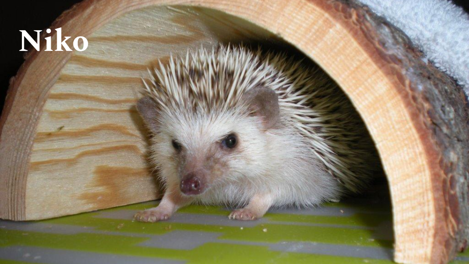 Niko the hedgehog peeking out from a log tunnel. Niko has mostly white and brown striped quills and white fur.