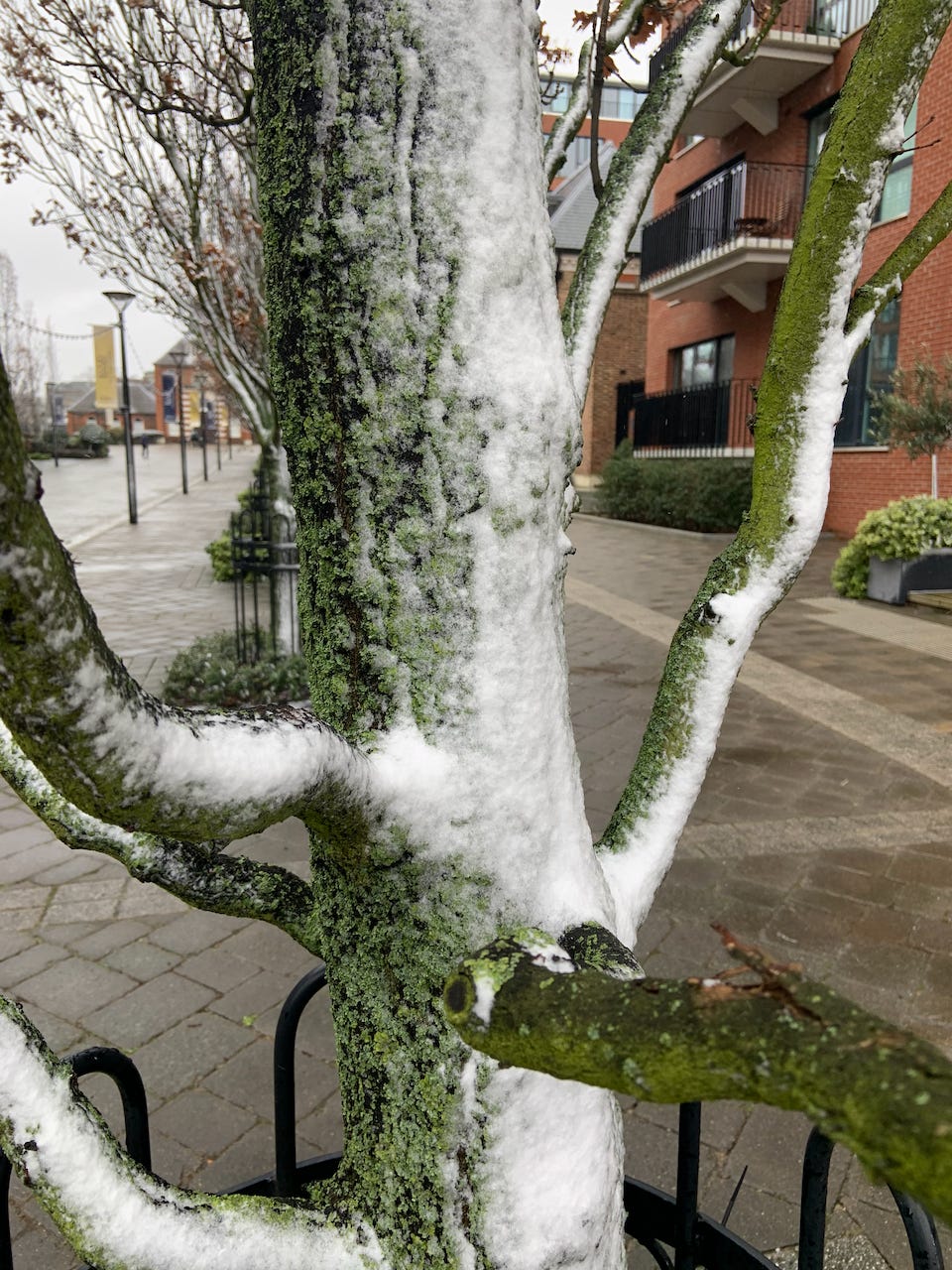 Wind blown snow on the side of a tree