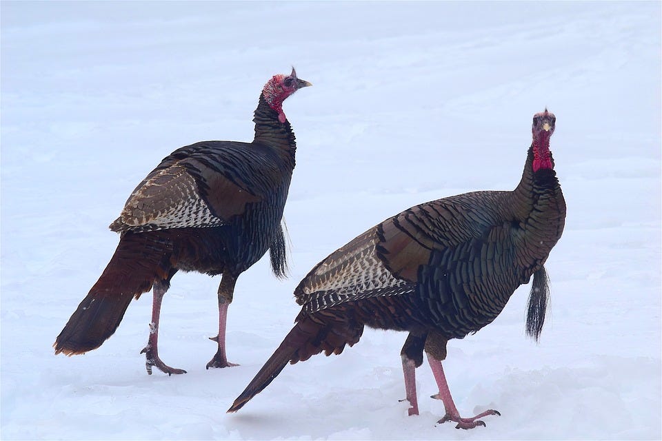 Wild turkeys out in the cold, representing the idea of going “cold turkey”, or suddenly reducing or stopping drug intake.