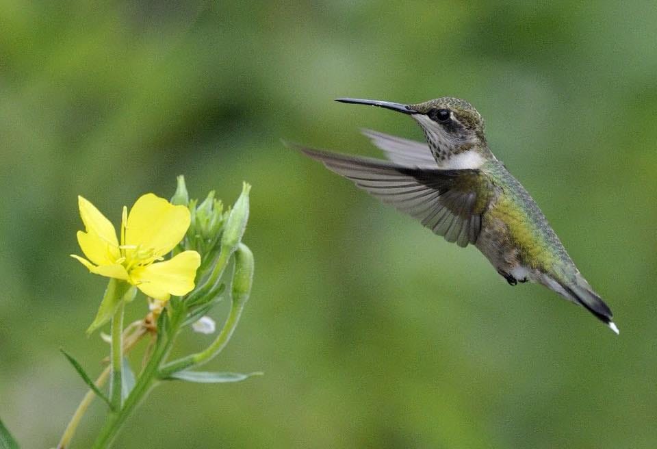 A small bird approaches a yellow flower