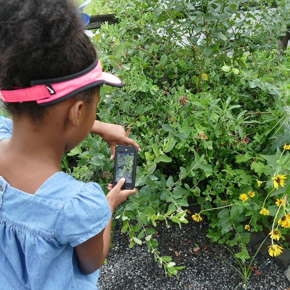 A young girl holds out her phone taking a picture of the yellow flowers that bloom in bushes in front of her.