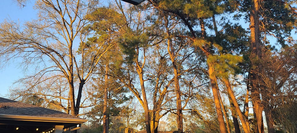 The sun hitting trees during the golden hour