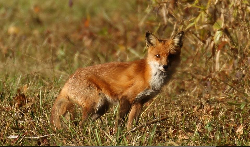 A red fox blends into a grassy habitat
