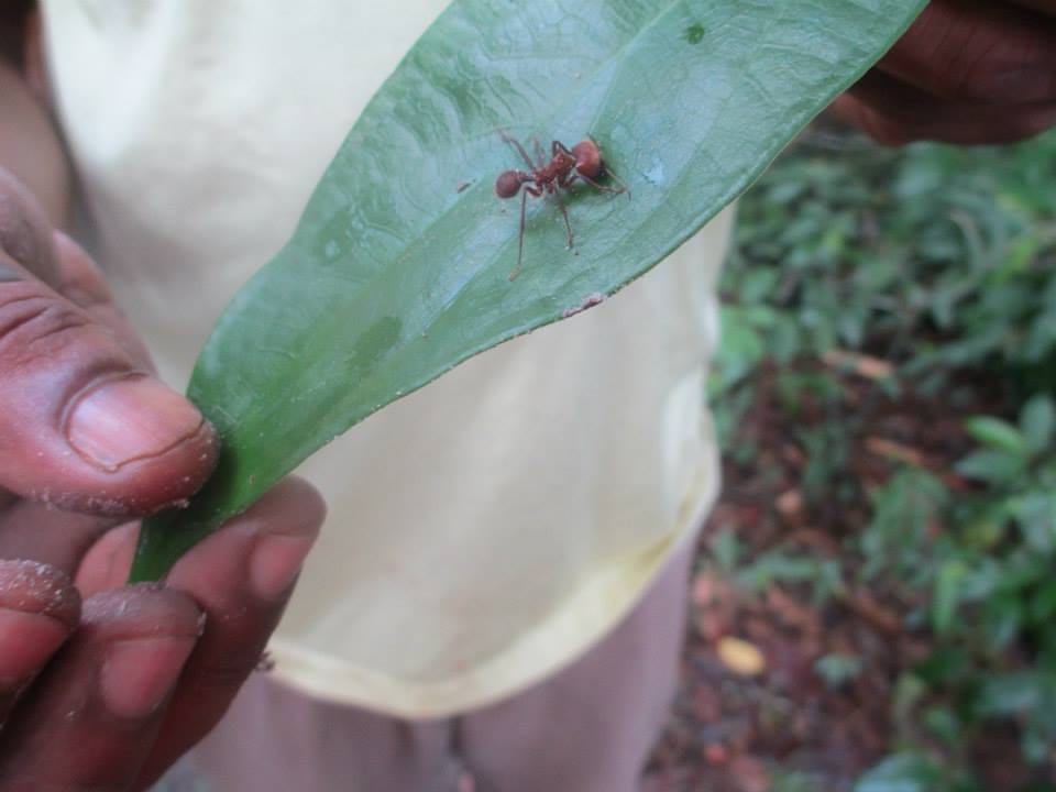 The guide holds a leaf by the tips. An army ant is resting on the center of the leaf.