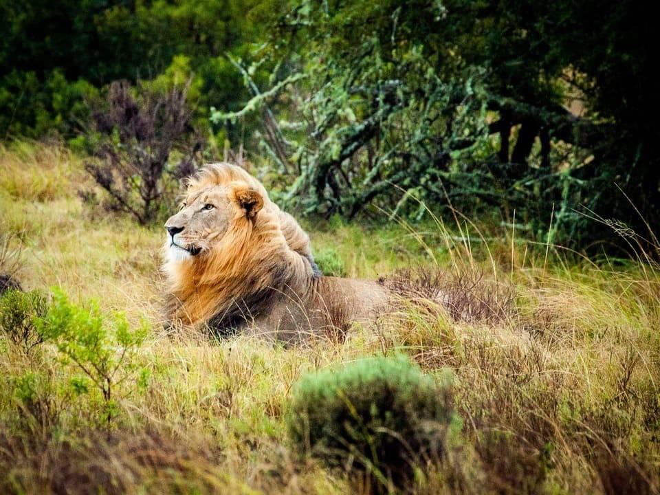 Personnaliser son safari africain, planifiez le voyage de votre vie