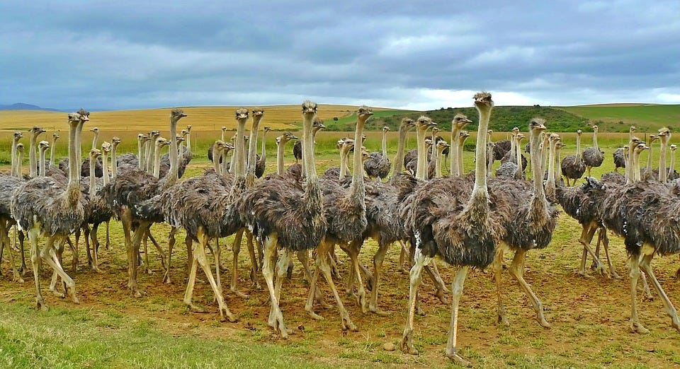 group of ostrich