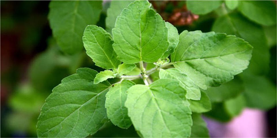 Natural Herbs Helps To Boost Immune System