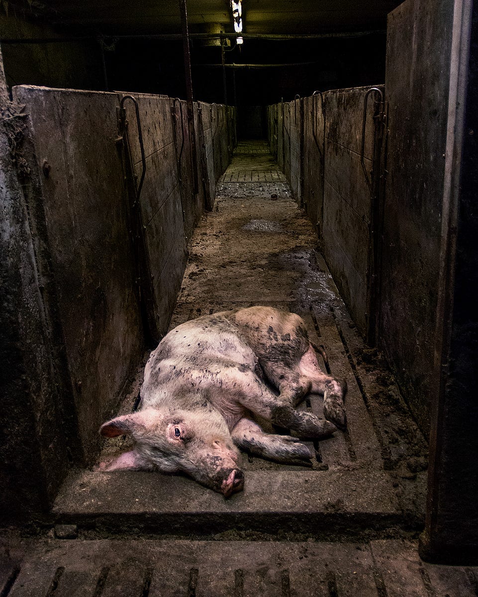 A sick pig is left to die on the floor of a farm corridor. Finland, 2016. Kristo Muurimaa / HIDDEN / We Animals Media