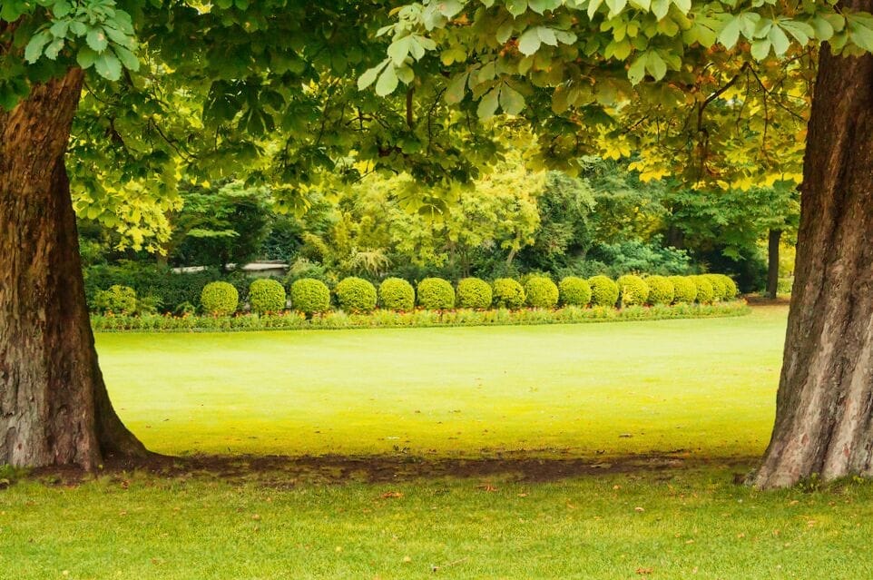 Two trees in the middle of a grassy field.