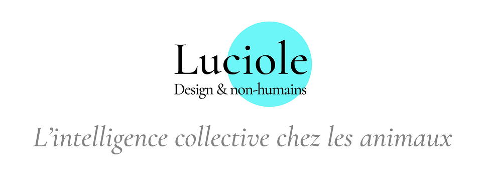 Intelligence collective des animaux