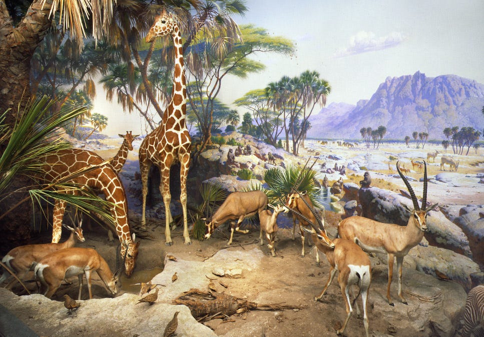 A photo of a museum diorama with taxidermy animals including giraffes and elk