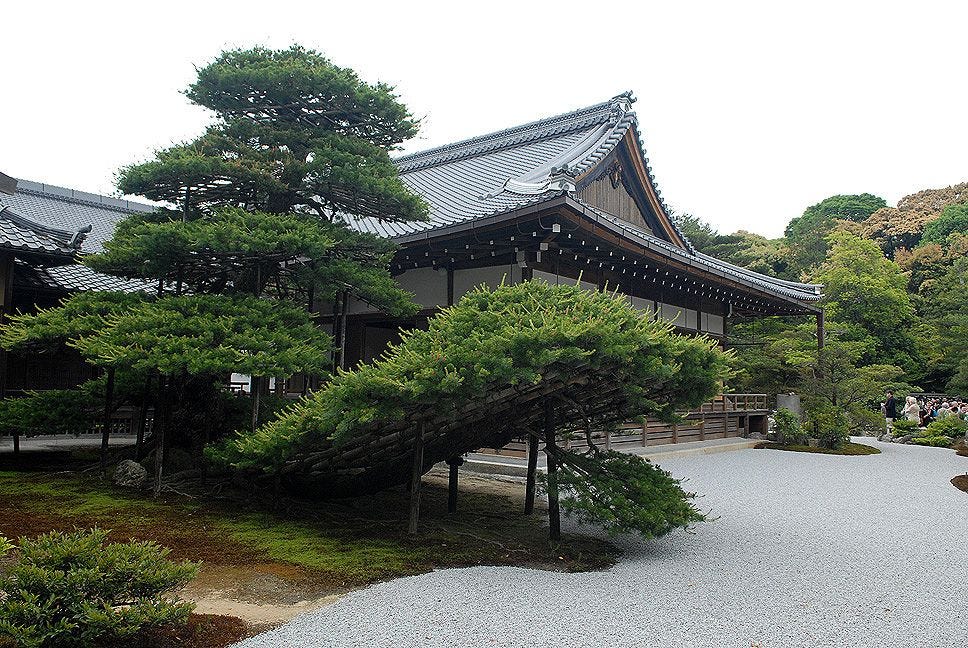 Pinus parviflora