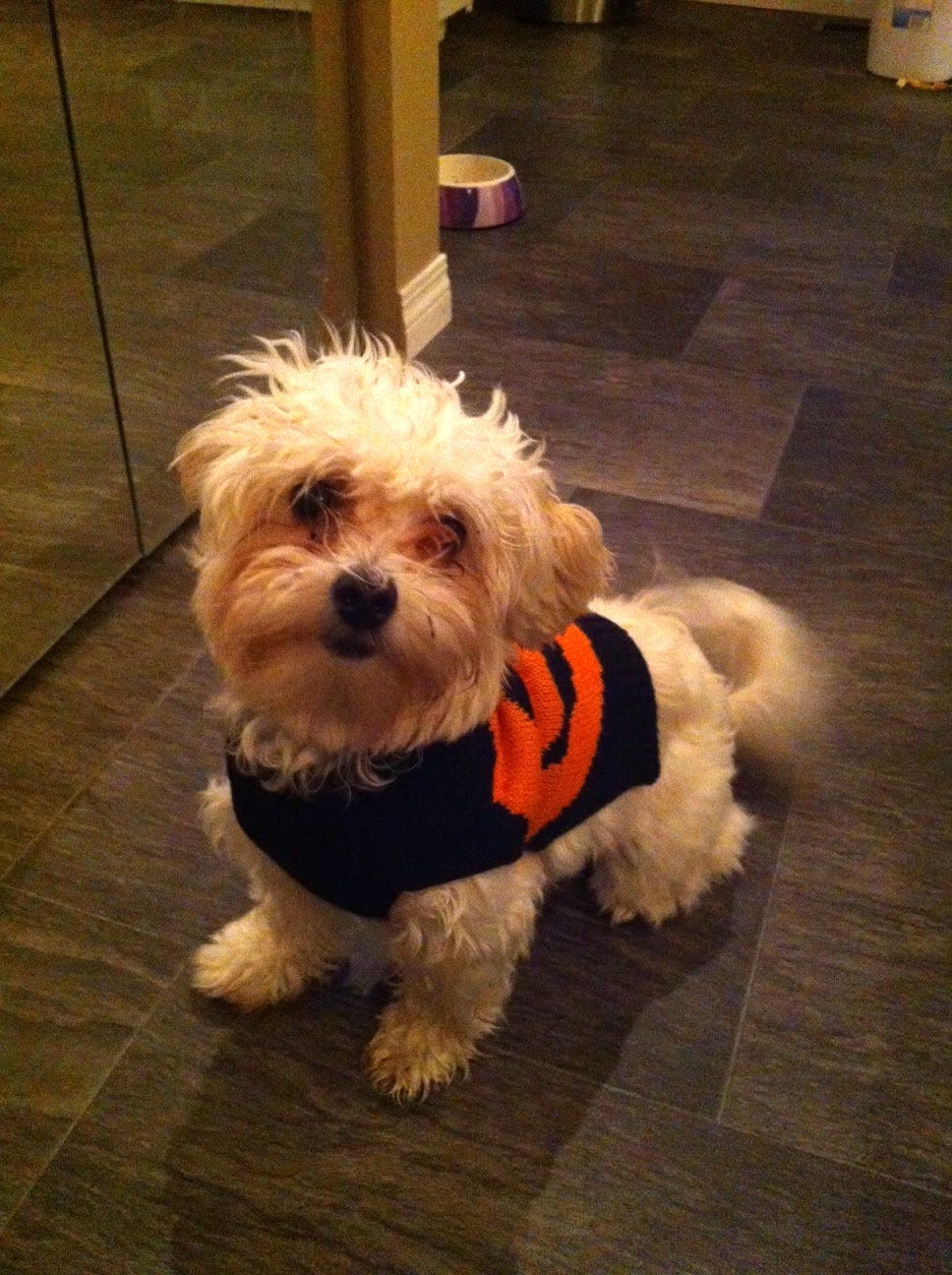 Puppy wearing a sweater with a pumpkin on it