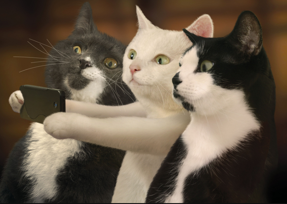 Cats watching an iPhone
