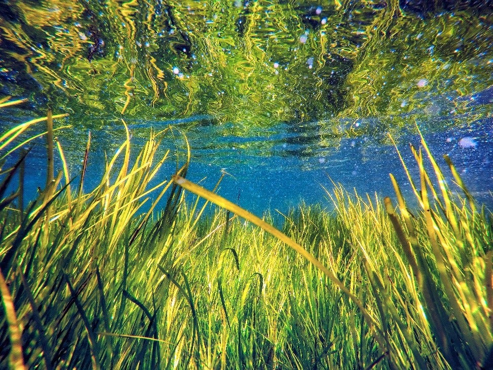 Long grass growing by a body of water with trees also reflecting on the water at the top of the photo.