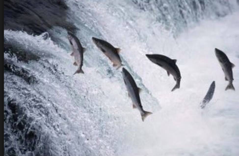 These salmon swim upstream and sometimes make it!