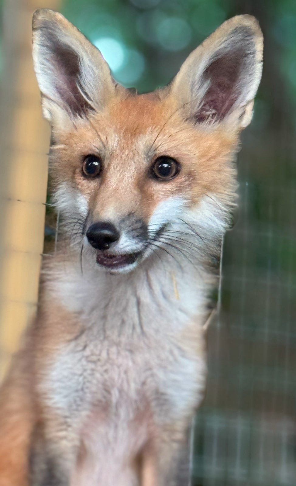 Photo of adult fox looking off into the distance.