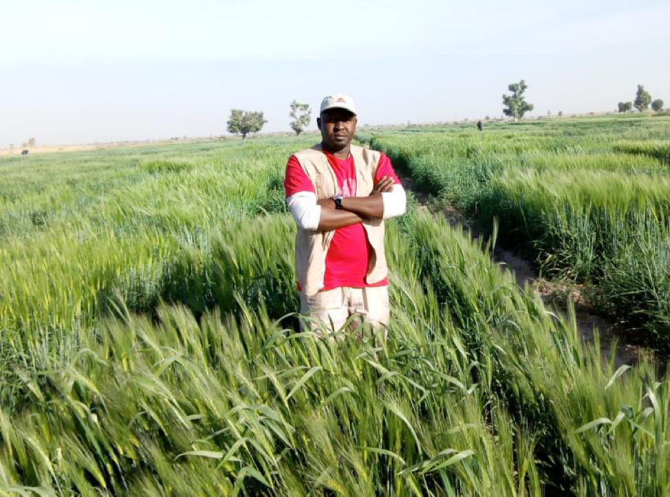 Kachalla, in a wheat field outside Maiduguri, Nigeria.