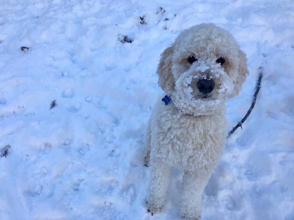 Even with a snowy background that’s whiter than most, Elliette still stands out.