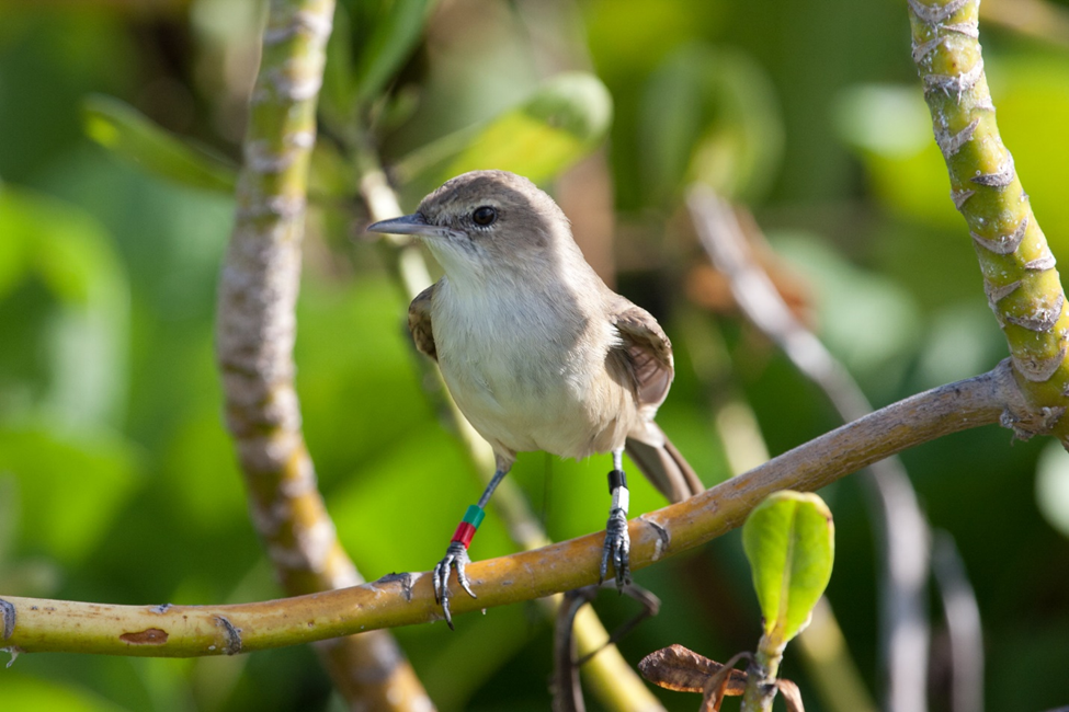 Ulūlu bird perched on a branch.