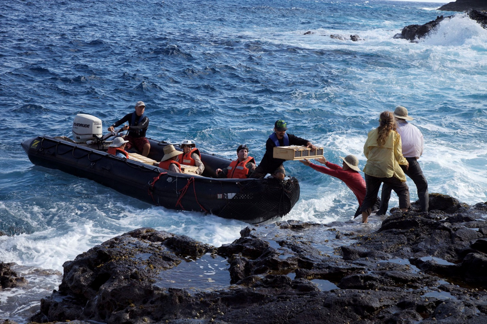 A person passing ulūlu cages from rocky coastal shelf to another person on a boat in the ocean.